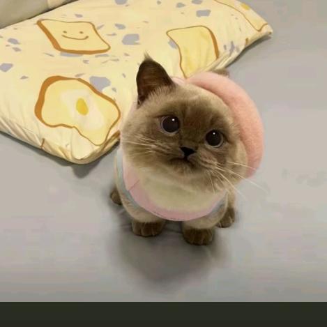 短尾猫在洛杉矶喝雪碧