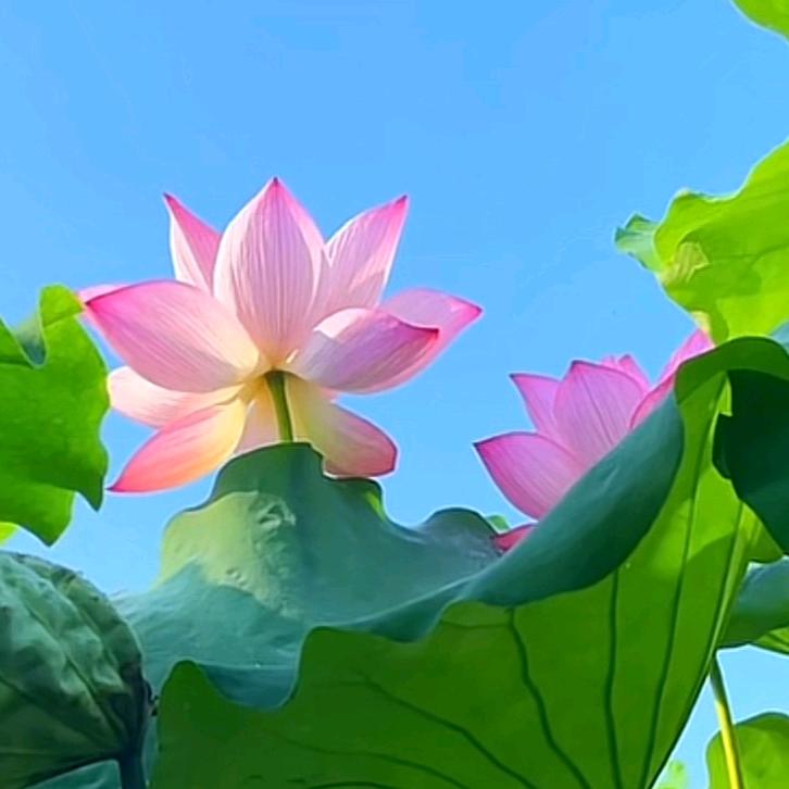 西嘻🦩