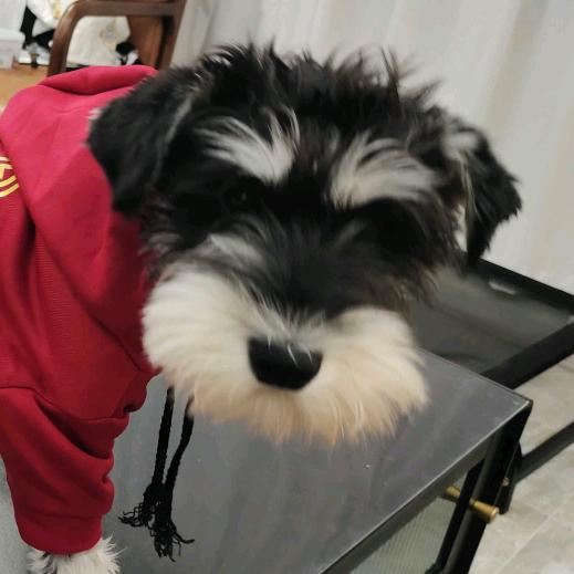 小黑是雪纳瑞呀