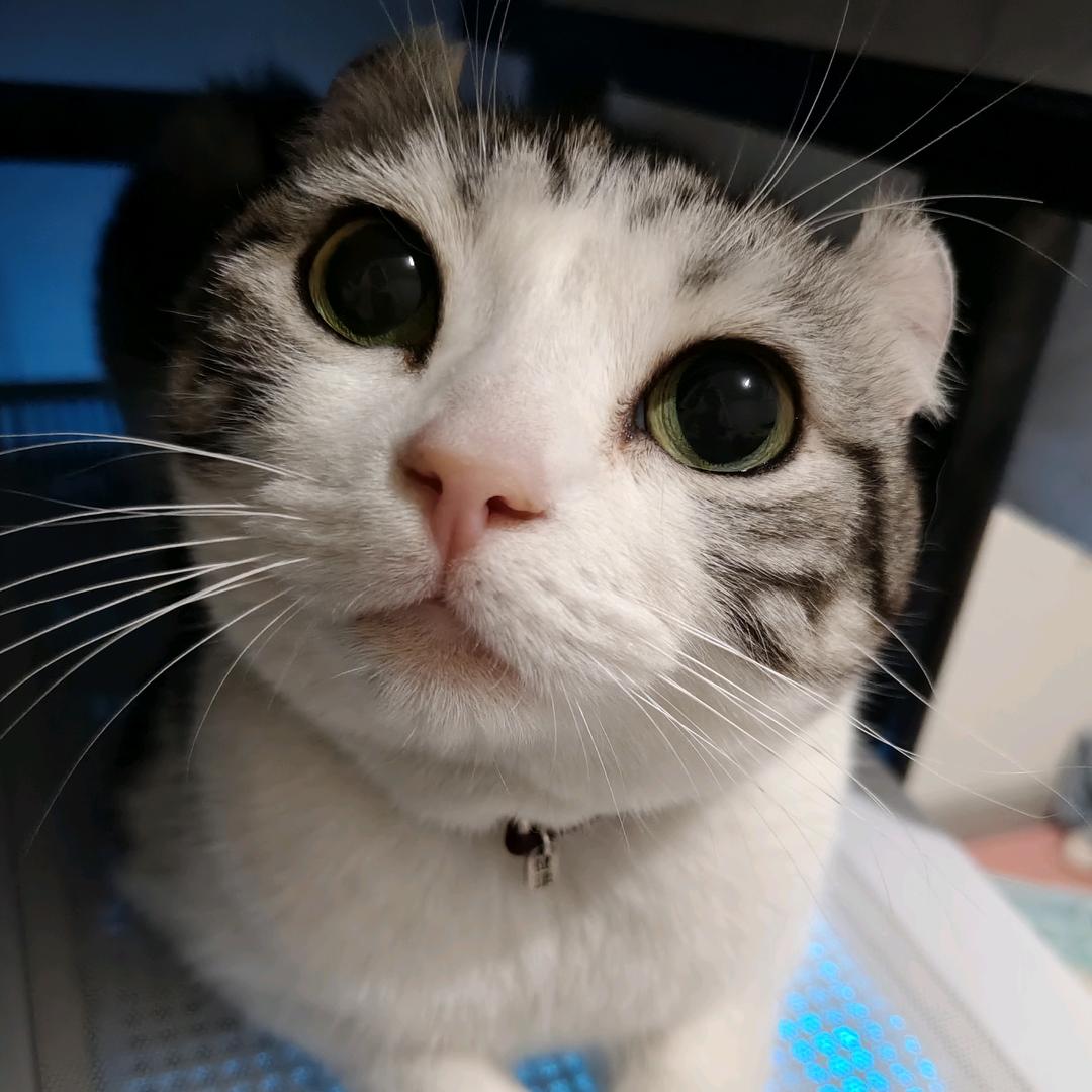 阿淼