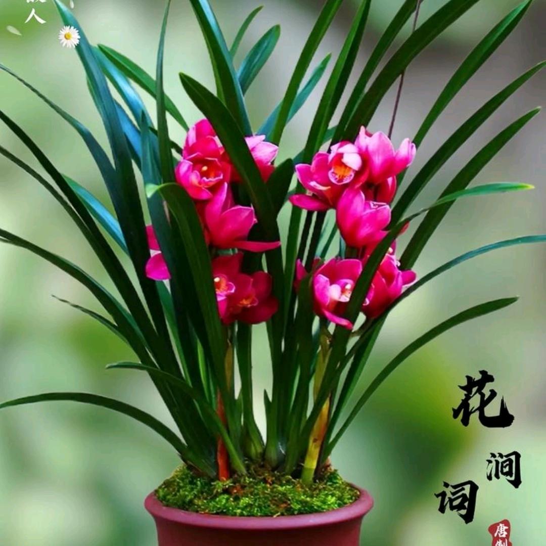 如意才子