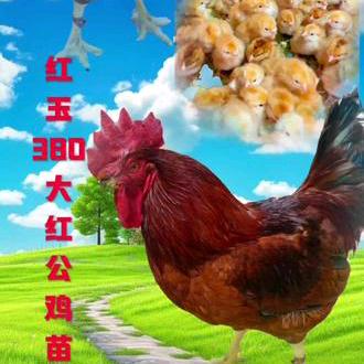 红玉380鸡苗