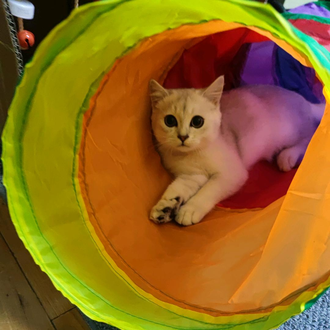 小米粒儿