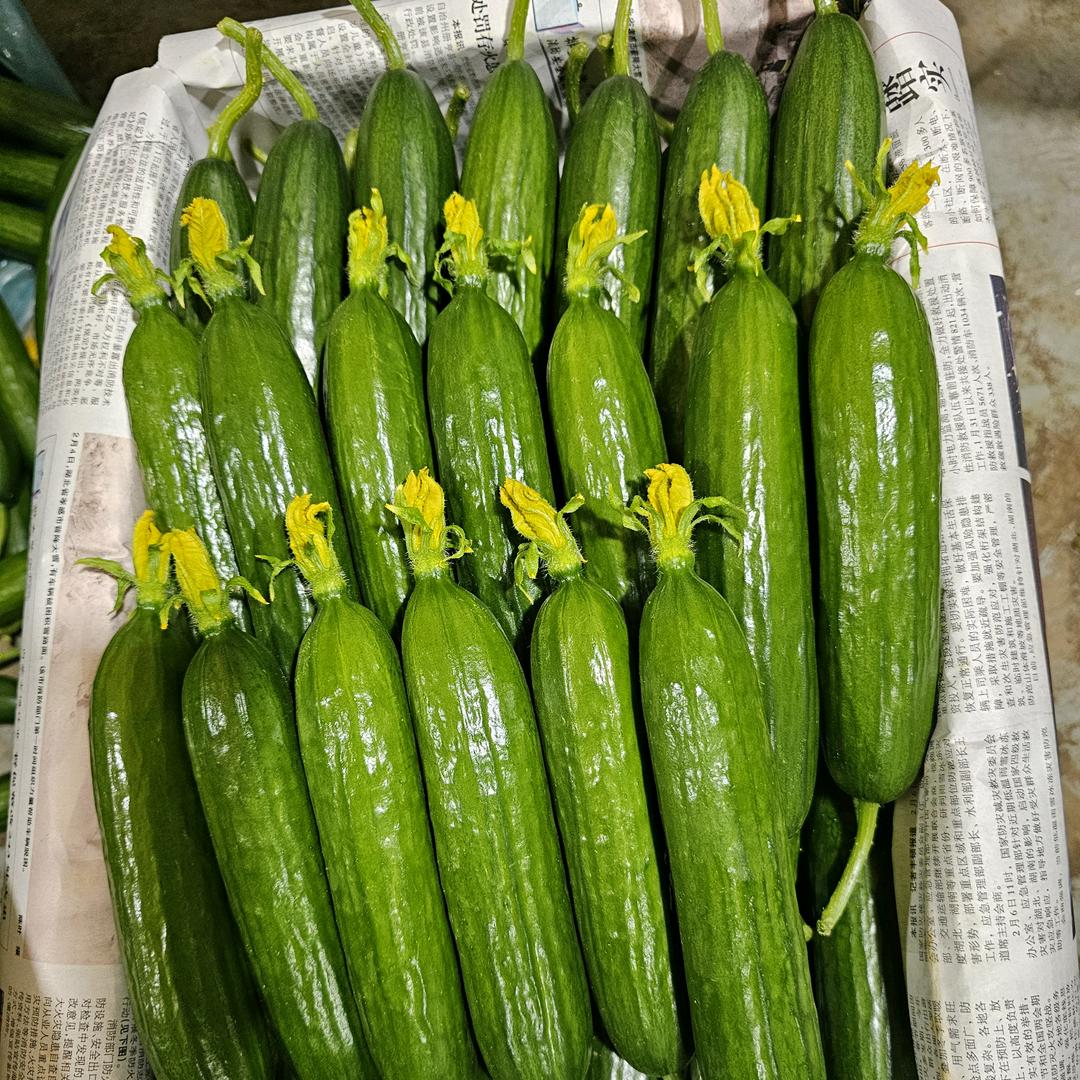 齊鲜果蔬-水果小黄瓜