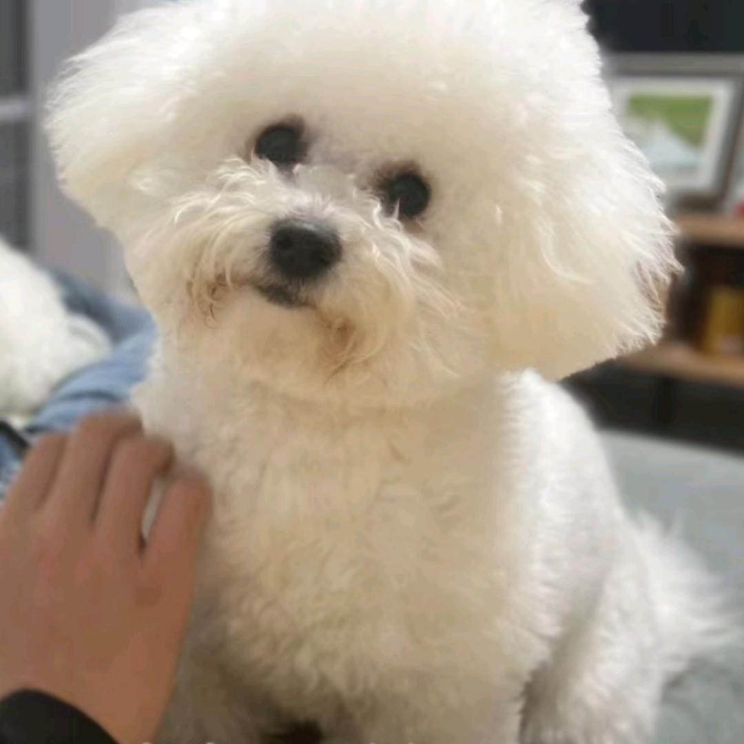 犬舍