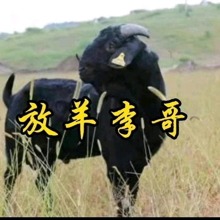 放羊李哥