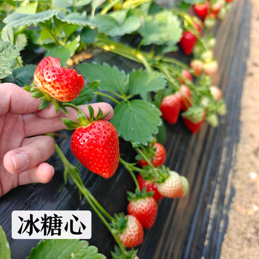 草莓苗培育燕嫂