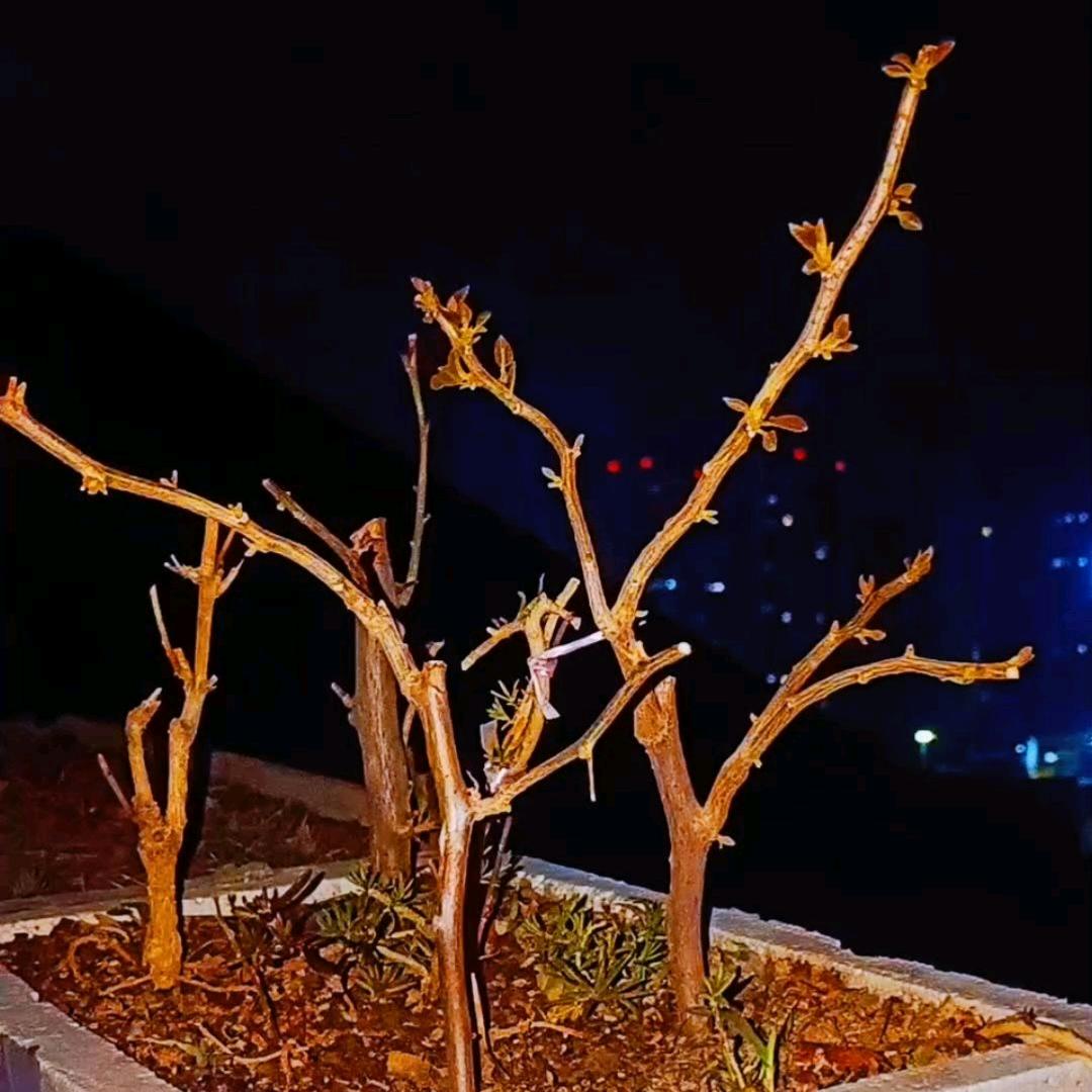 🍃🌱鸿🌿