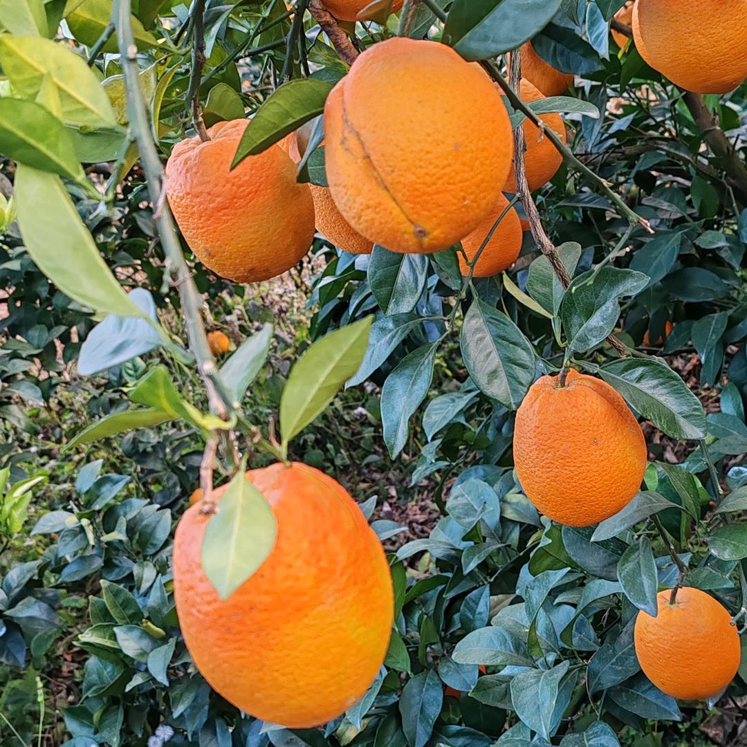 马鑫
