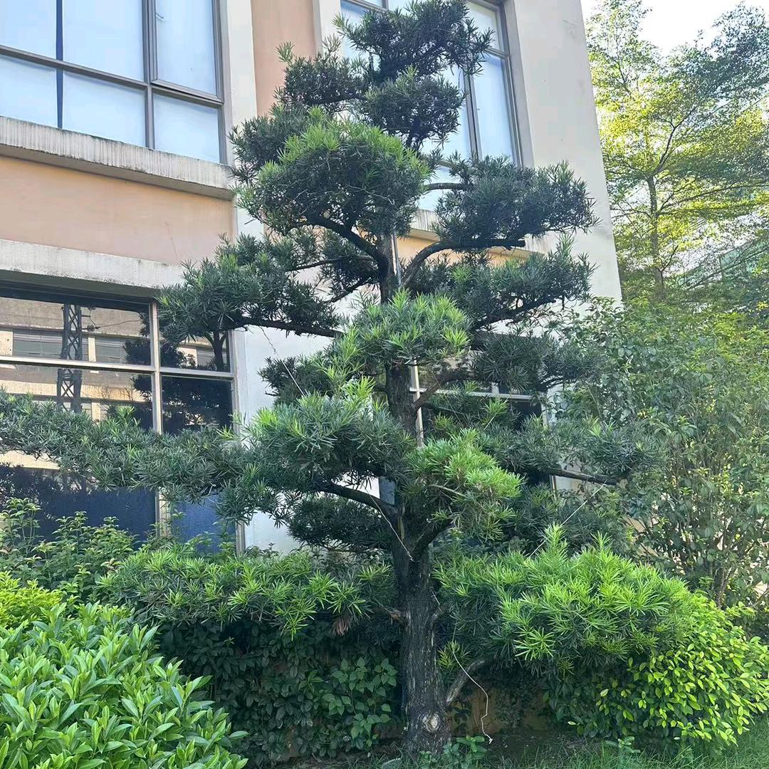 桂哥#Ｍ.