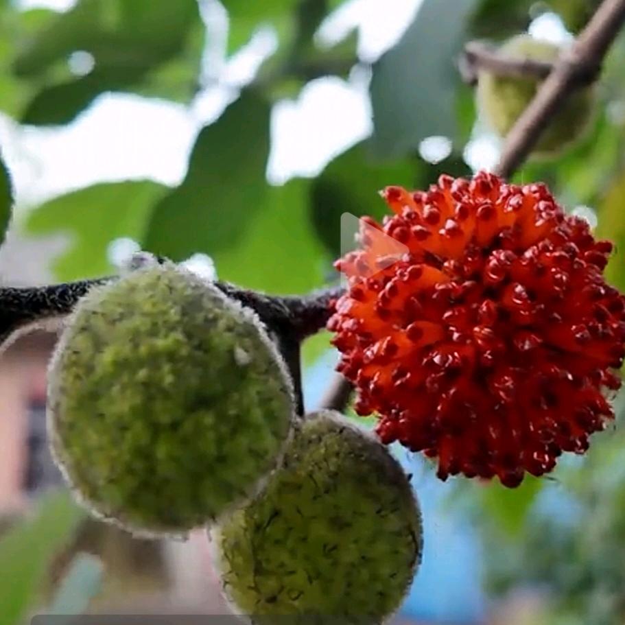 卯金刀亲斤化十