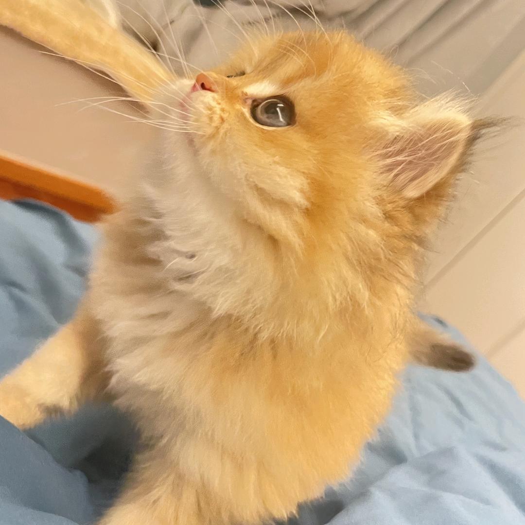 贵司从菜
