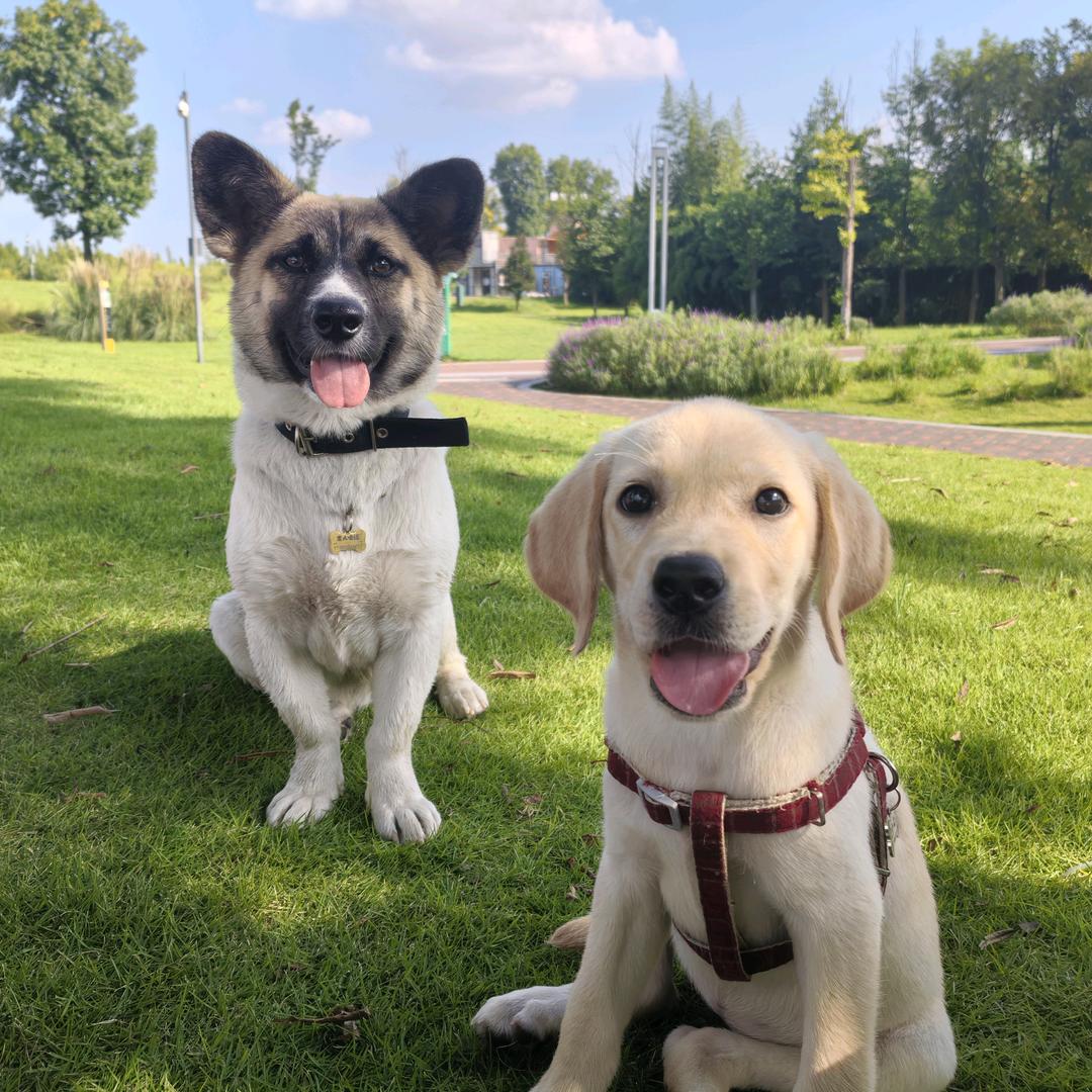 胖花和十七的日常