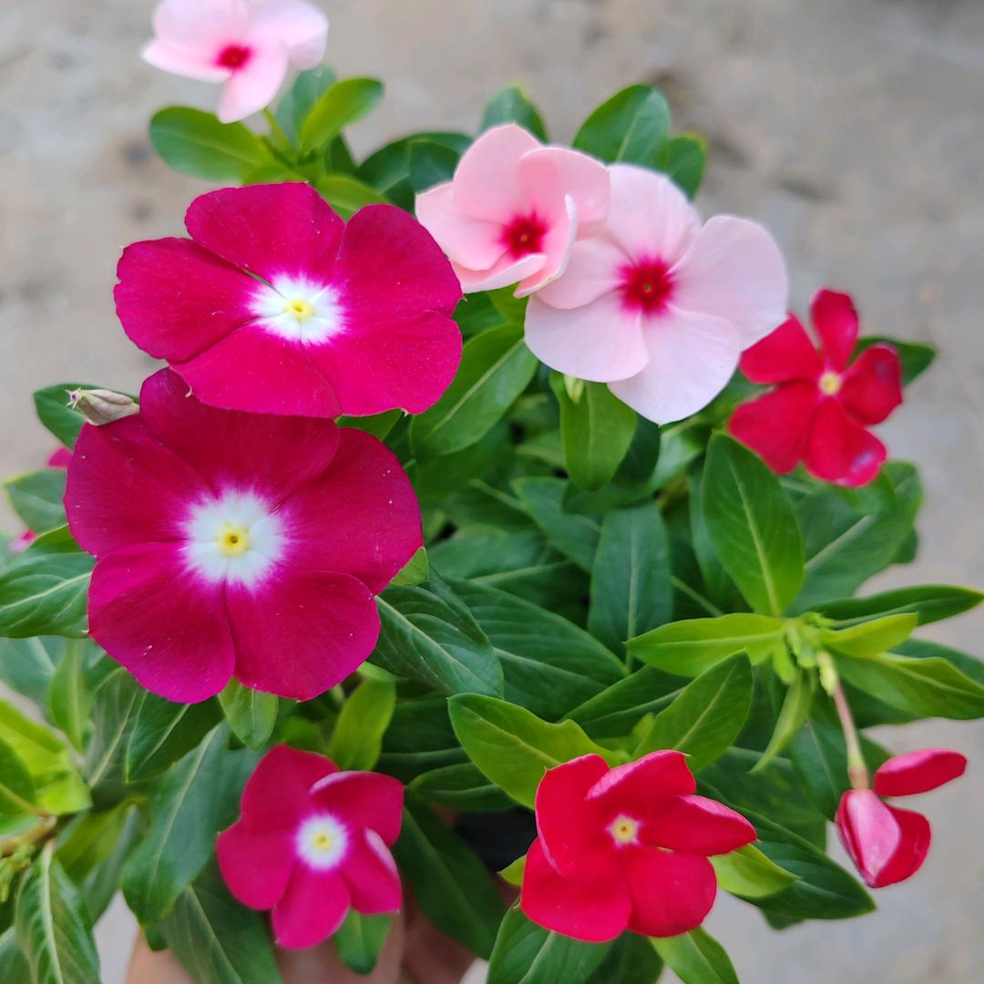 云果花卉