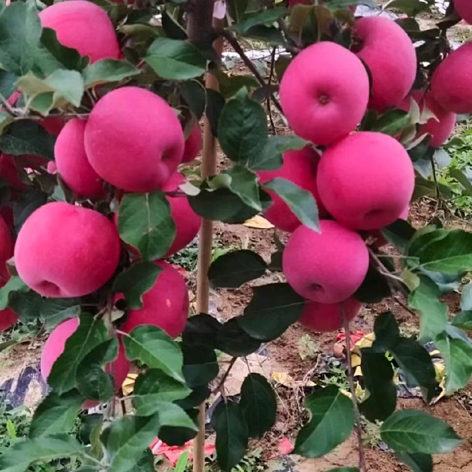 山口香苹果