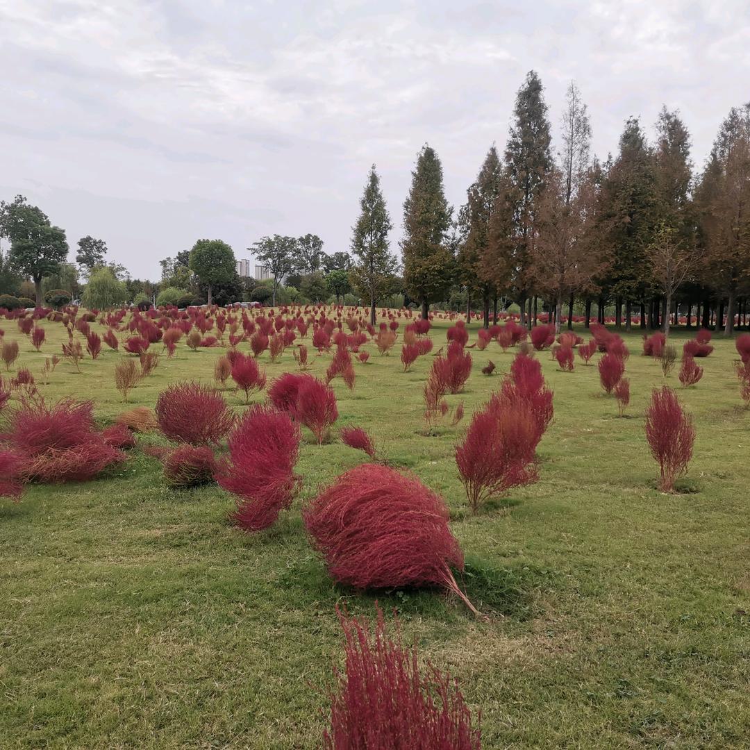 像雾像雨又像风