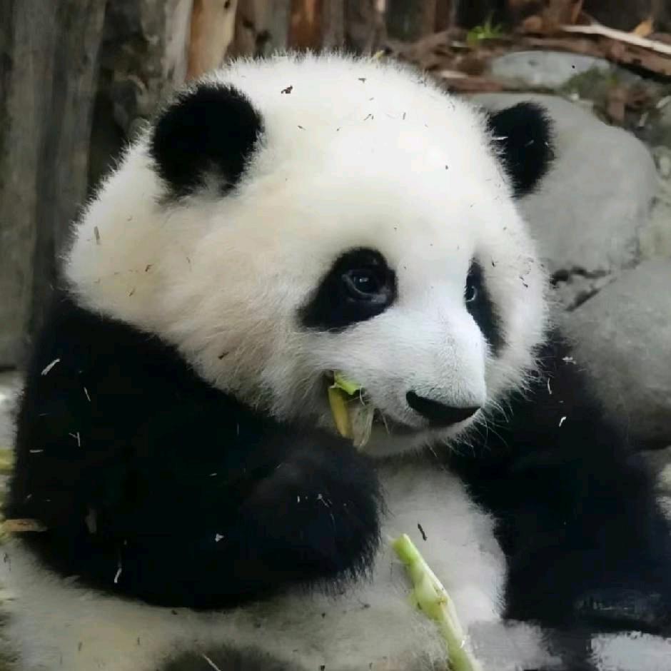 久念