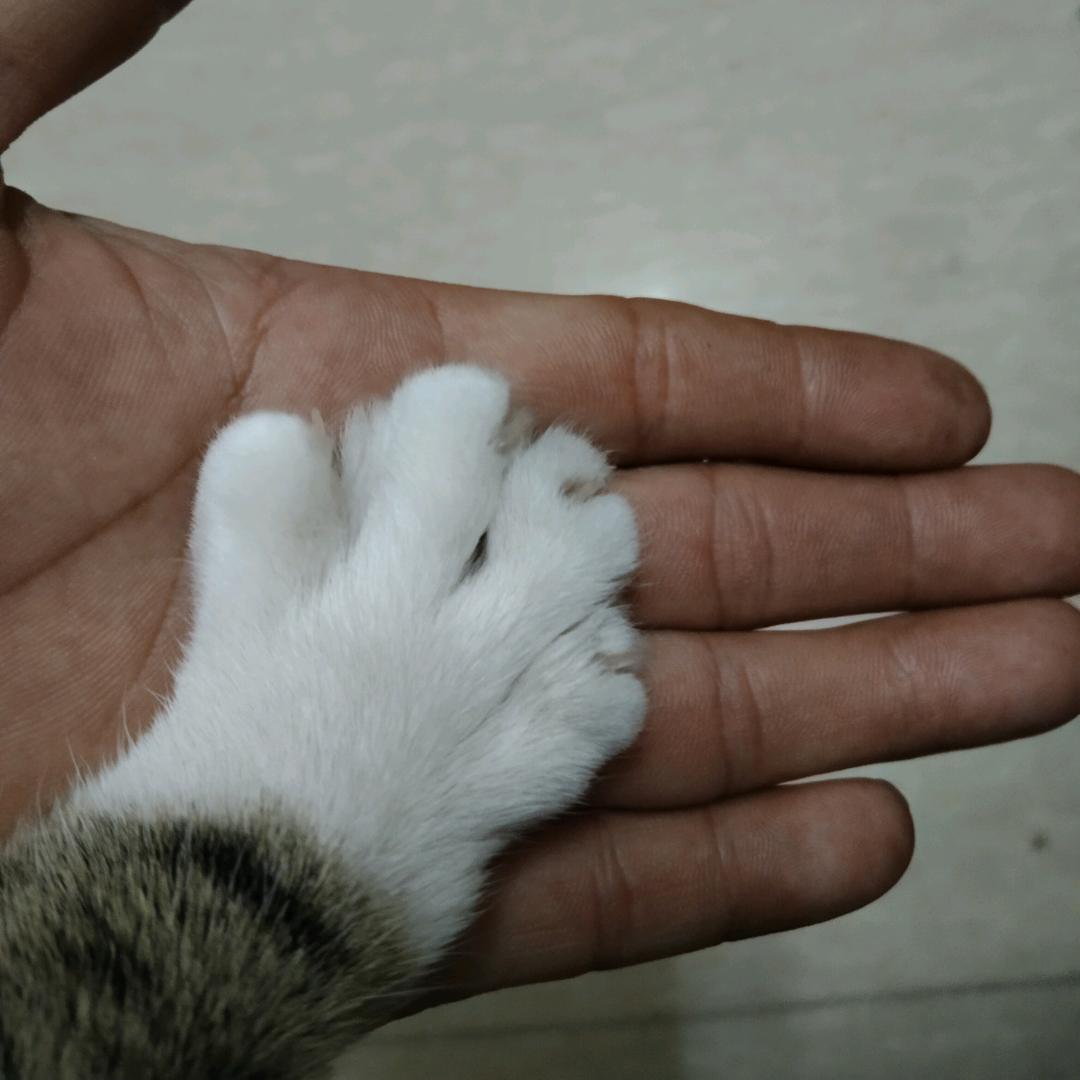 烹鱼晏