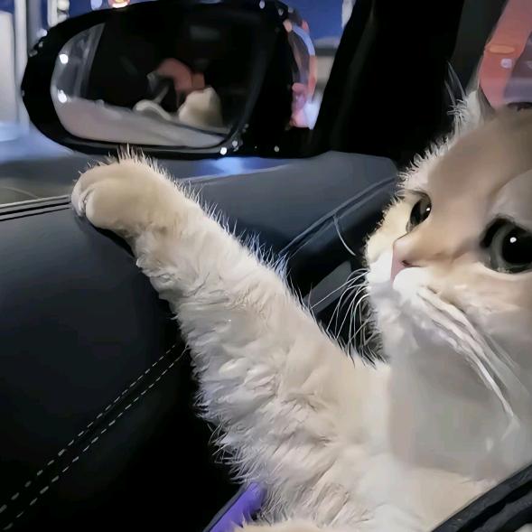 晚上有只猫
