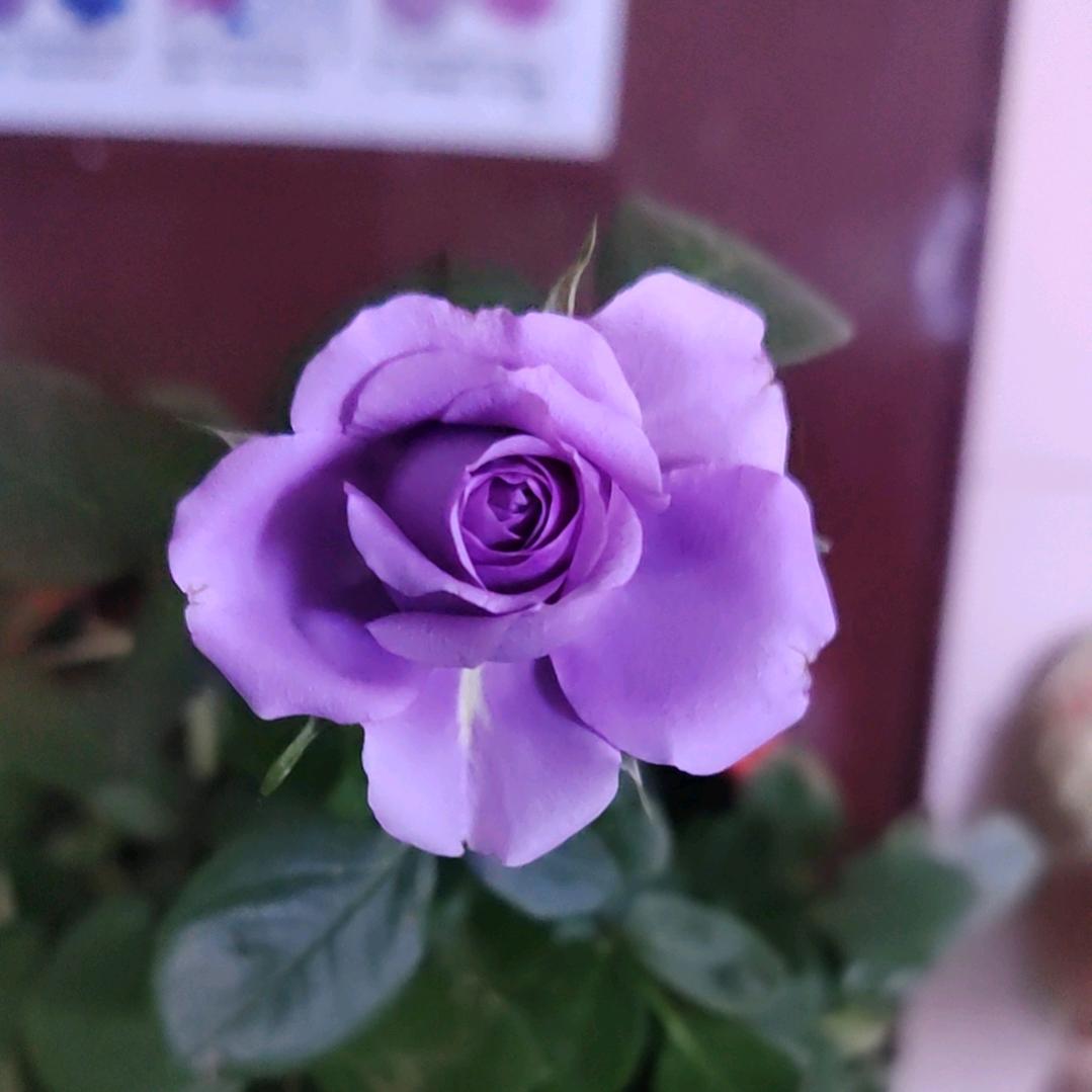 🕊꧔ꦿ᭄珍惜💞才配拥有꧔ꦿ᭄