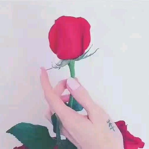 🐉🐉🌹🌹
