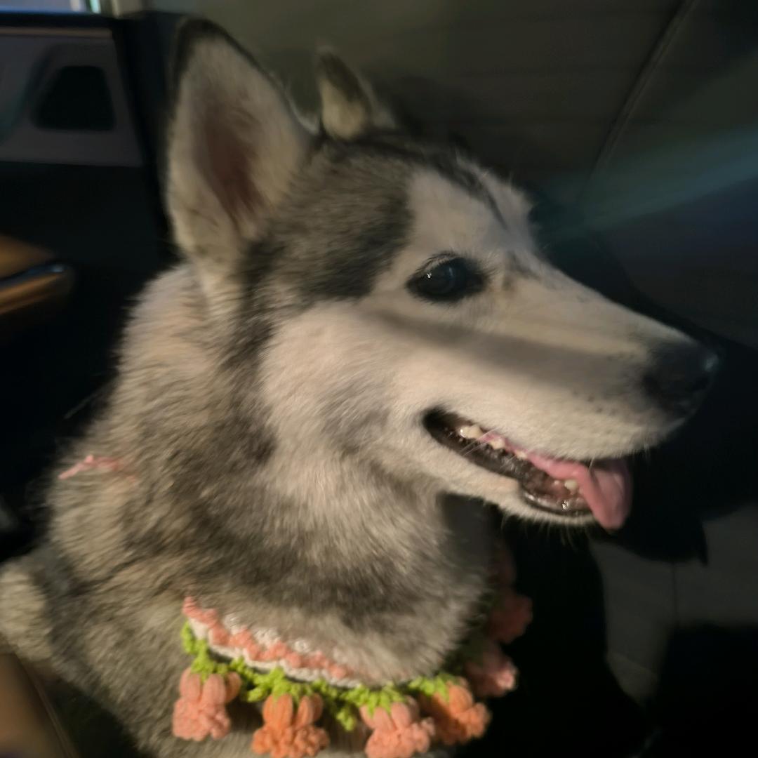 妞妞的快乐狗生