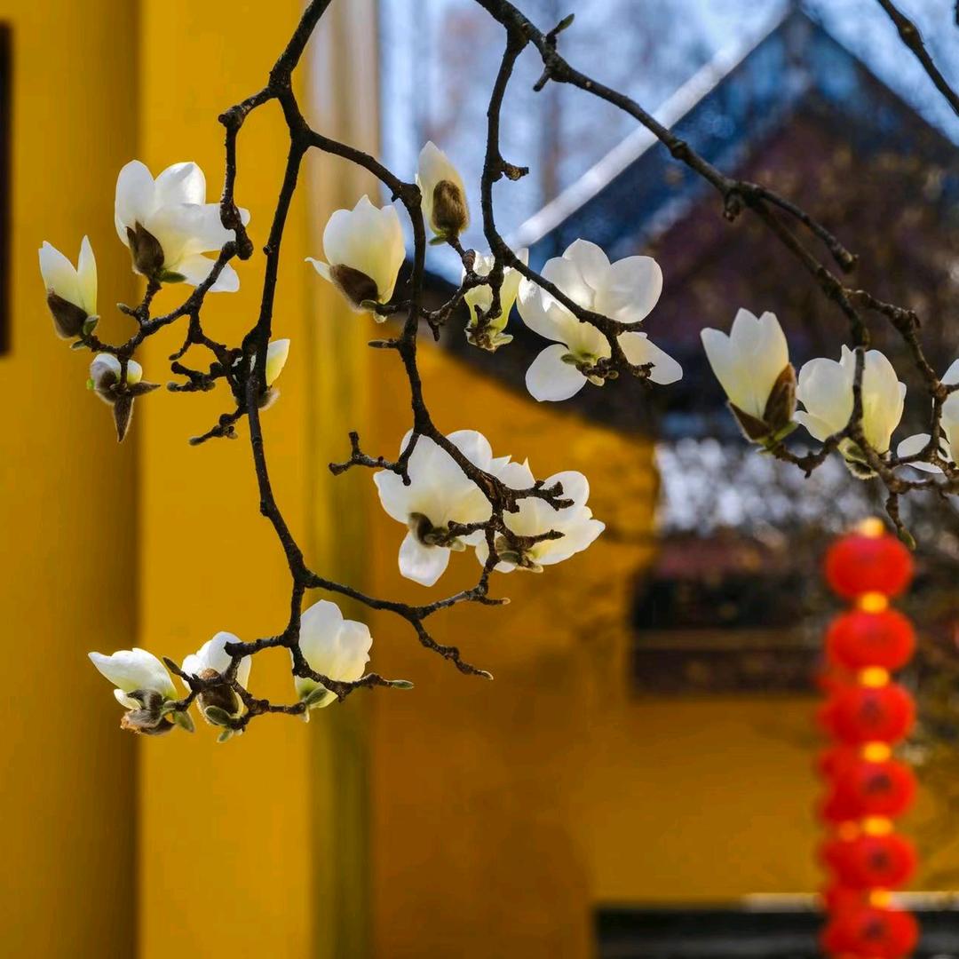 苏哥国学说