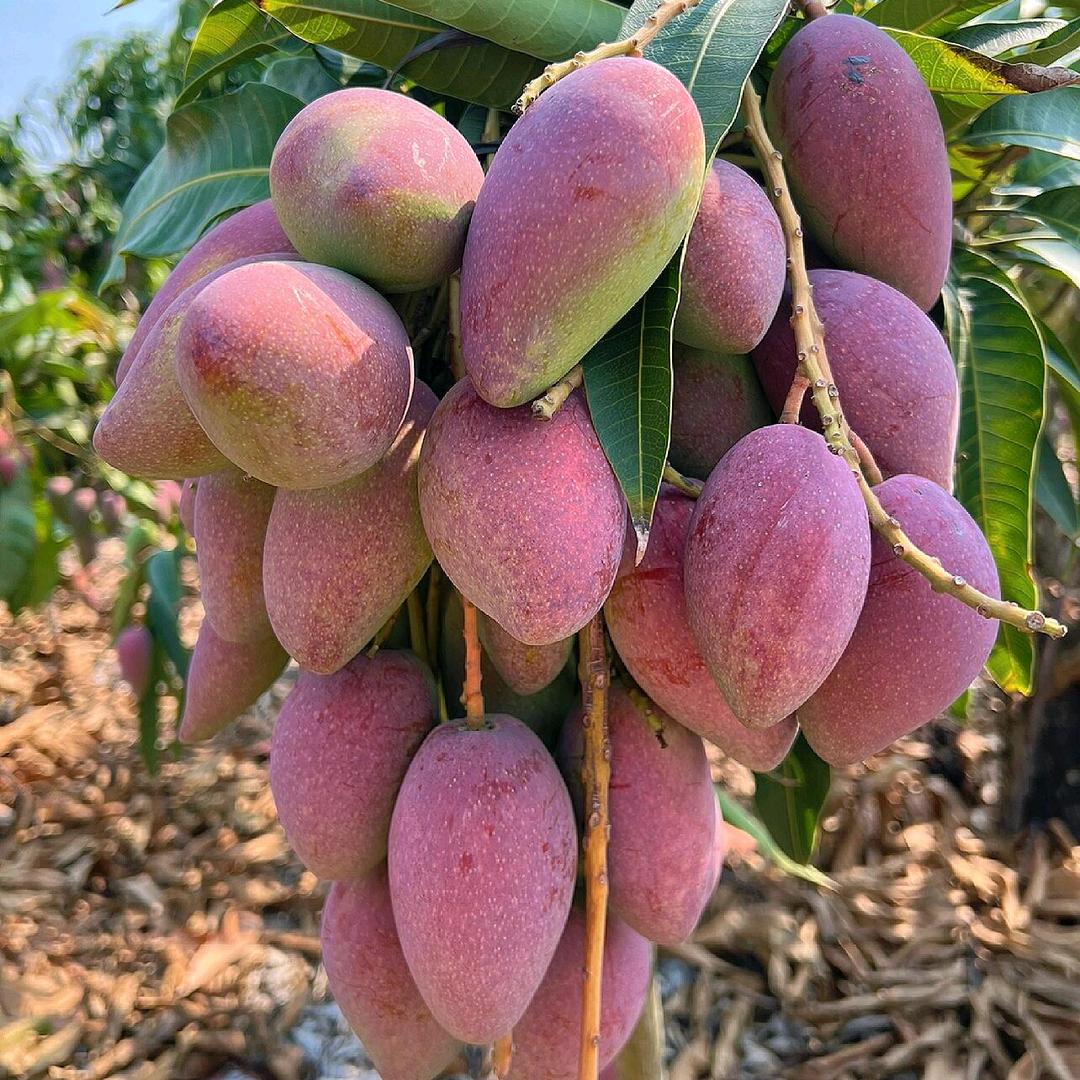 大龙太芒（视频同款在橱窗）