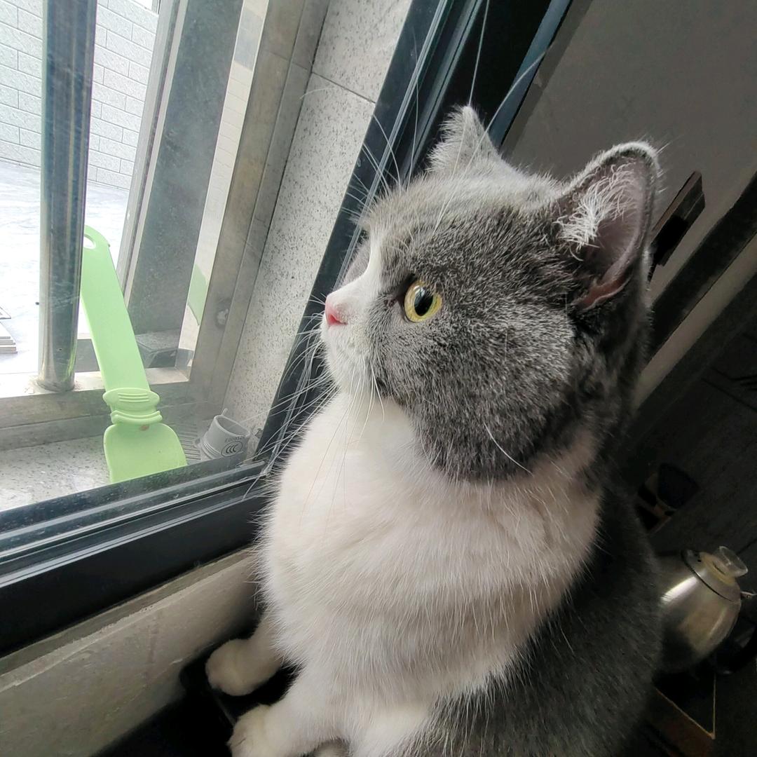 避鼠山庄diy撸猫🐱