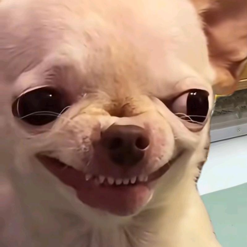 梦江南的馋嘴猫.