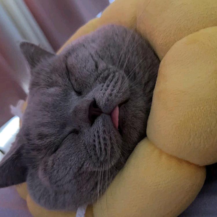 啵唧猫