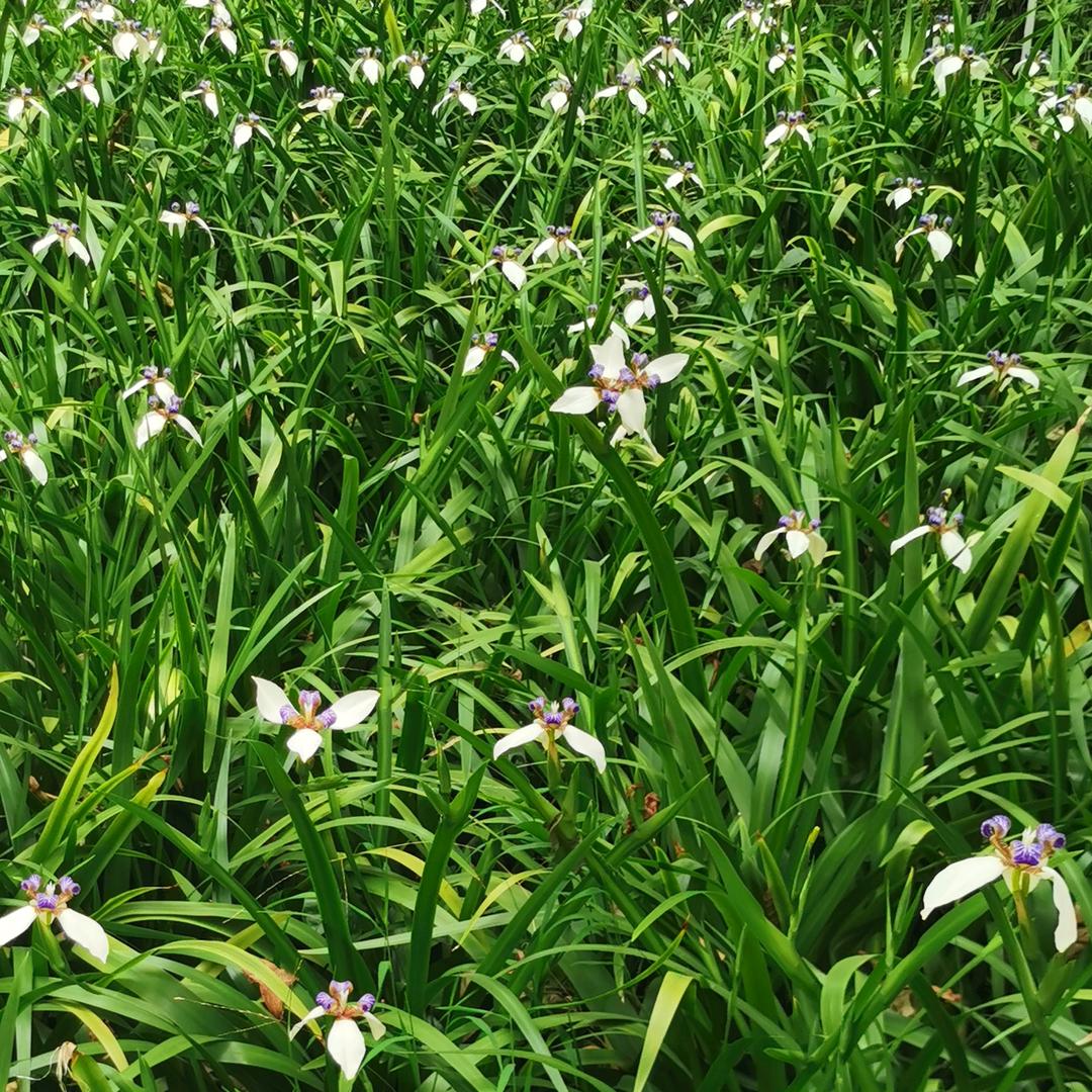 Nina（中文：妮娜）