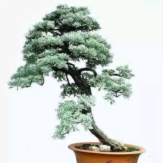 极限  挑战