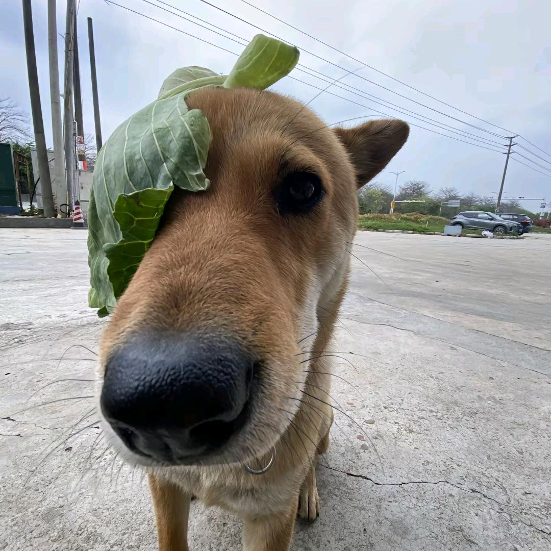 我出不了贵州 你带两斤折耳根走吧