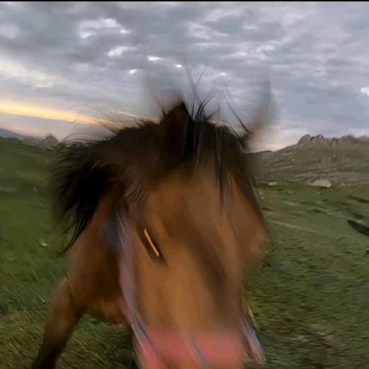 八百里追风牛马