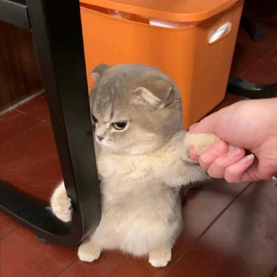 ℳდ星辰.꧔ꦿ᭄⸙