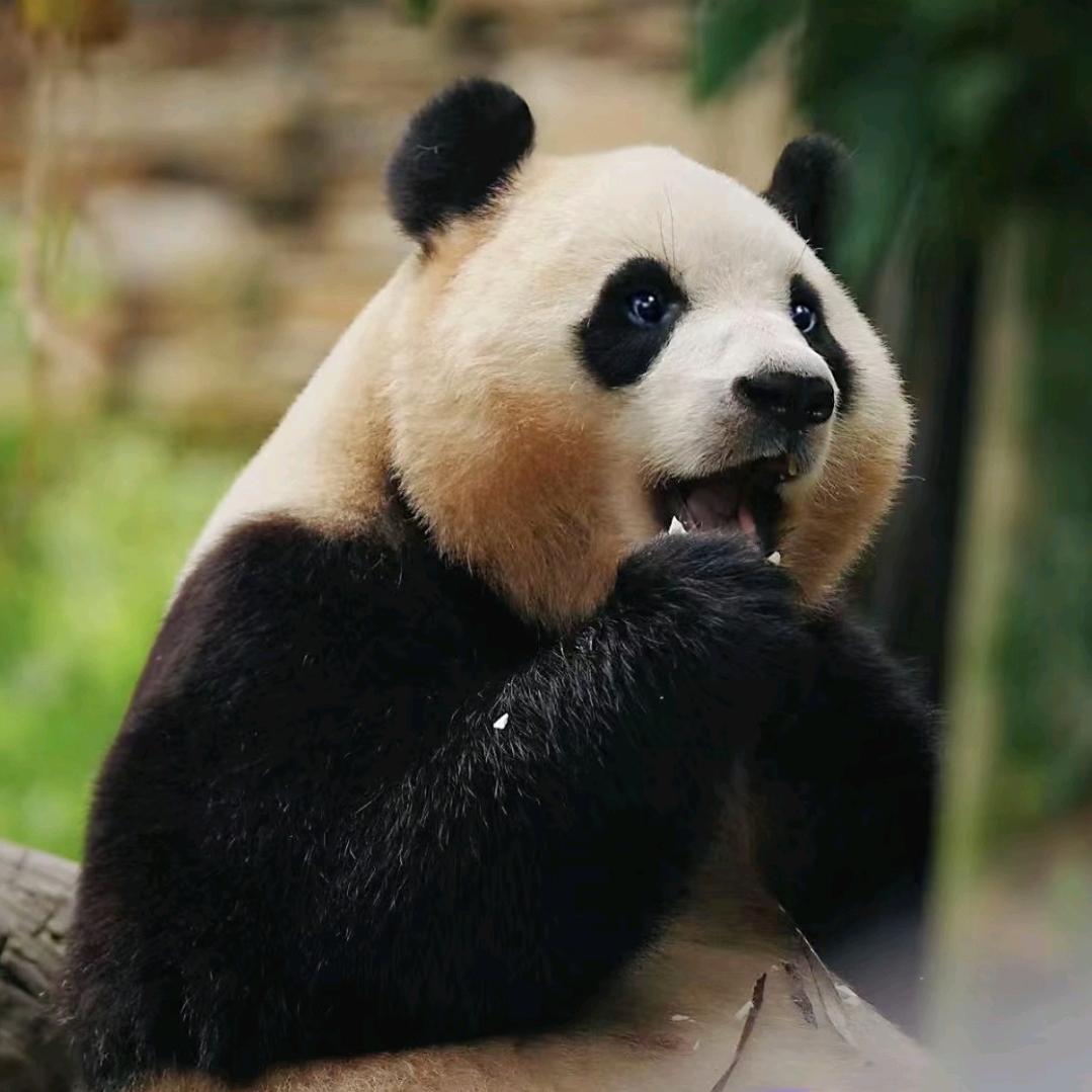 Hi  👋潘达