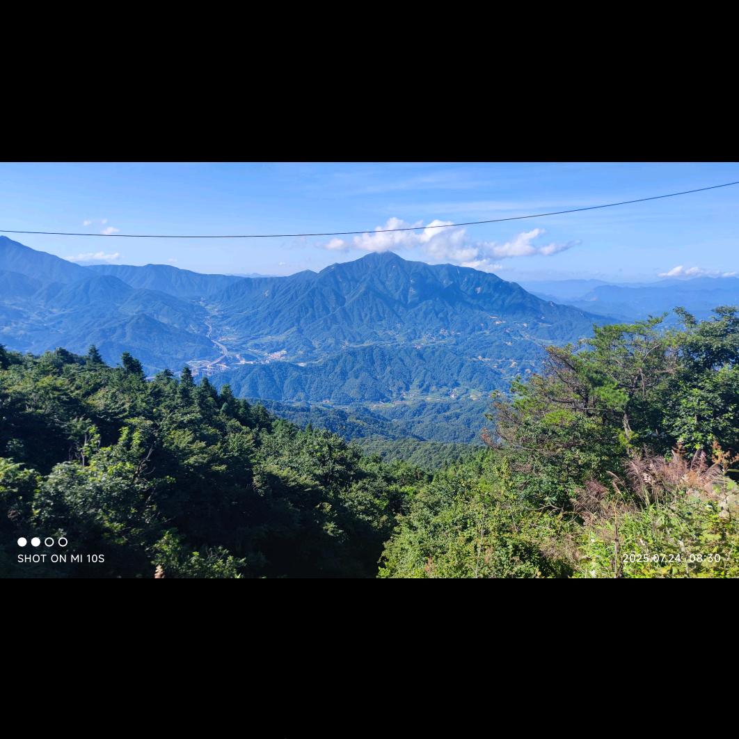 春园银杏苗木