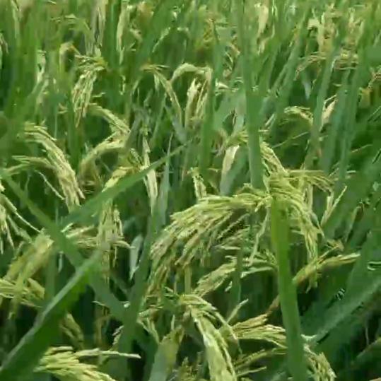 荔平路凤珍米粉店