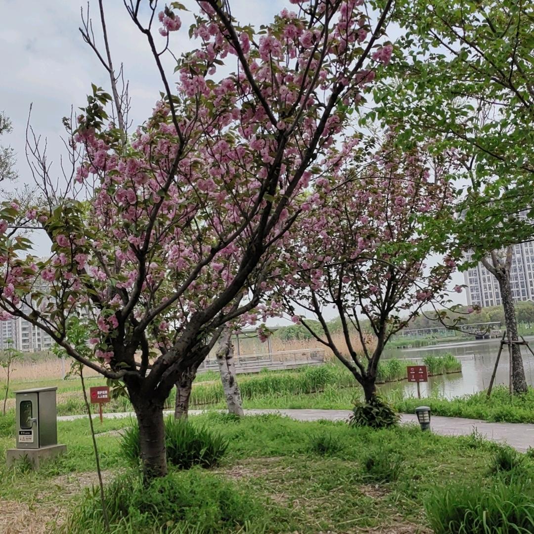 苹果姐