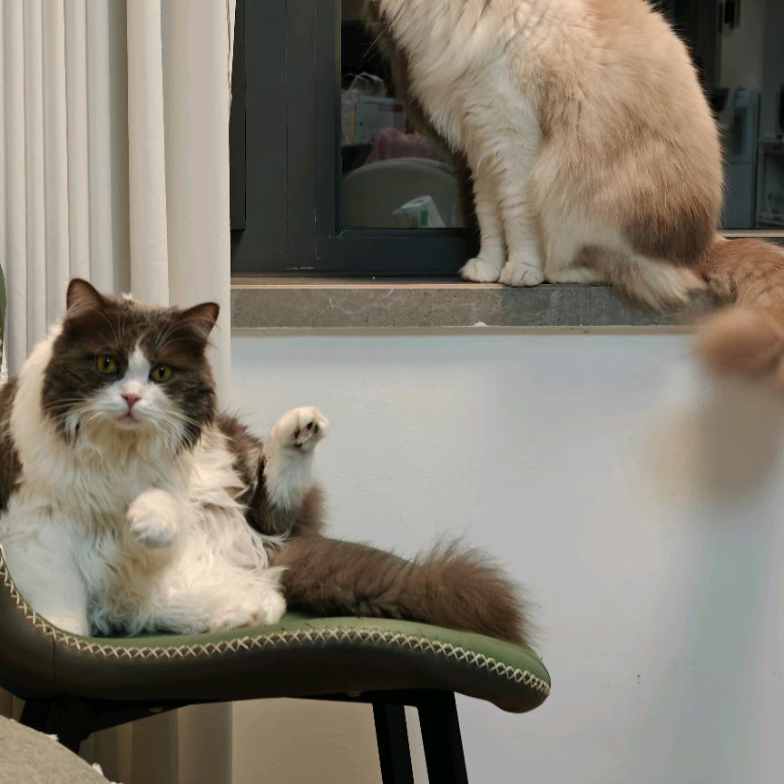 做暖暖的猫