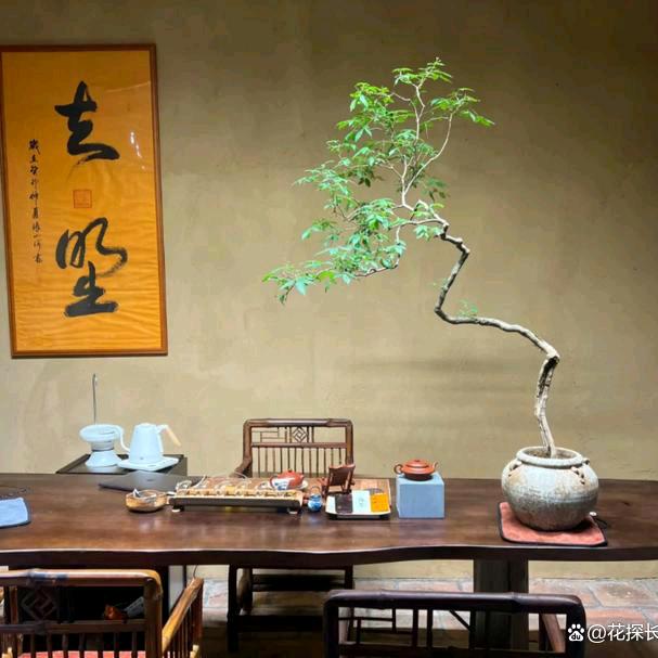 荆林苑