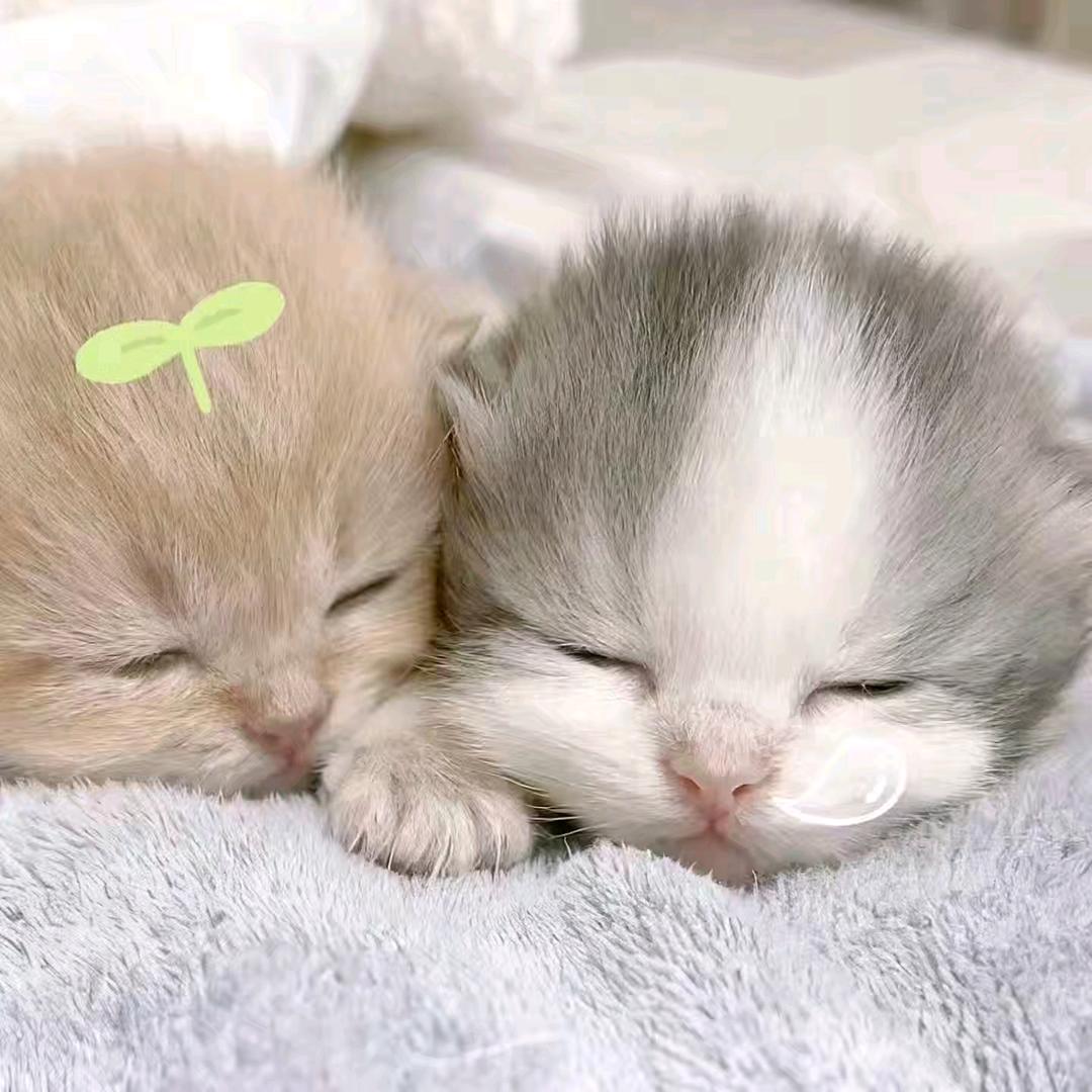 𝐾𝑂𝑀𝑂𝑅𝐸𝐵𝐼