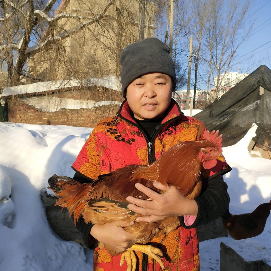 鹤岗呆头鹅笨小鸡