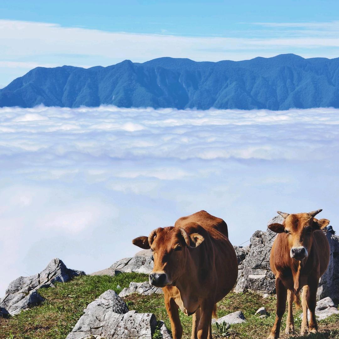 北阳山青岩聚味轩小姐姐