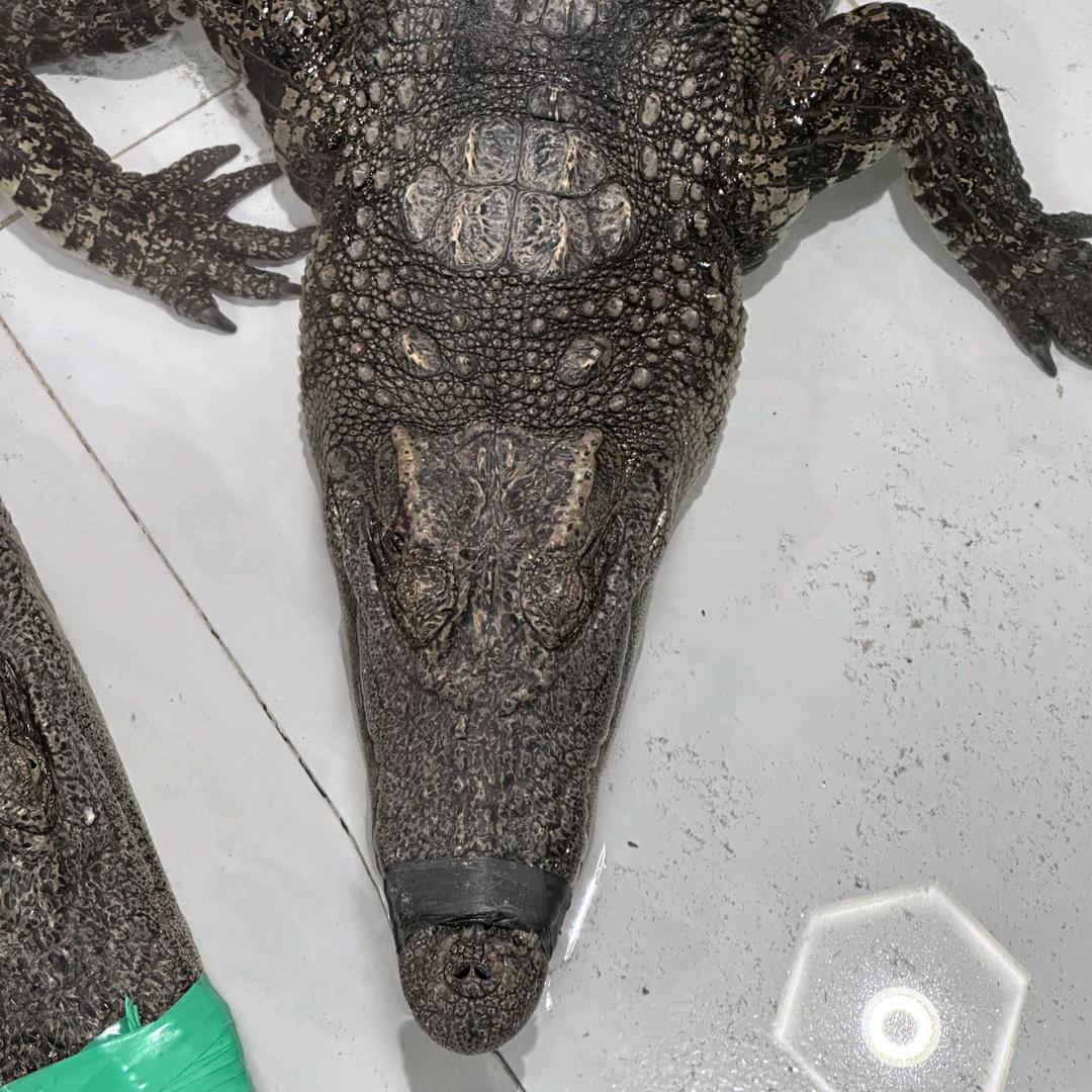 长益鳄水产