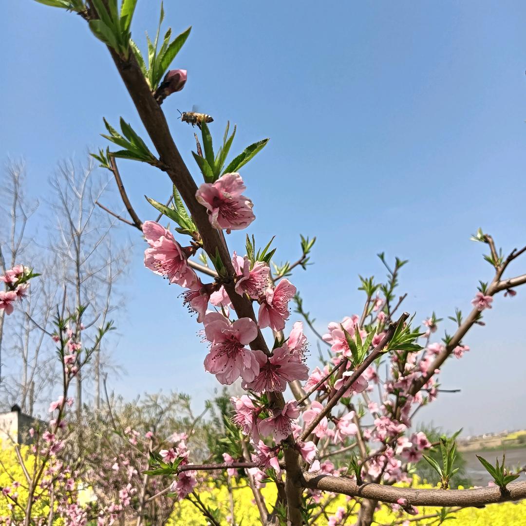 ZhangShenghUa