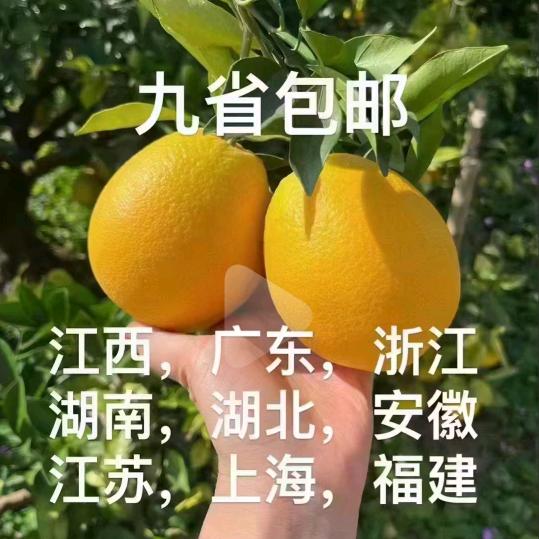 🍊脐橙，柑桔之乡❤