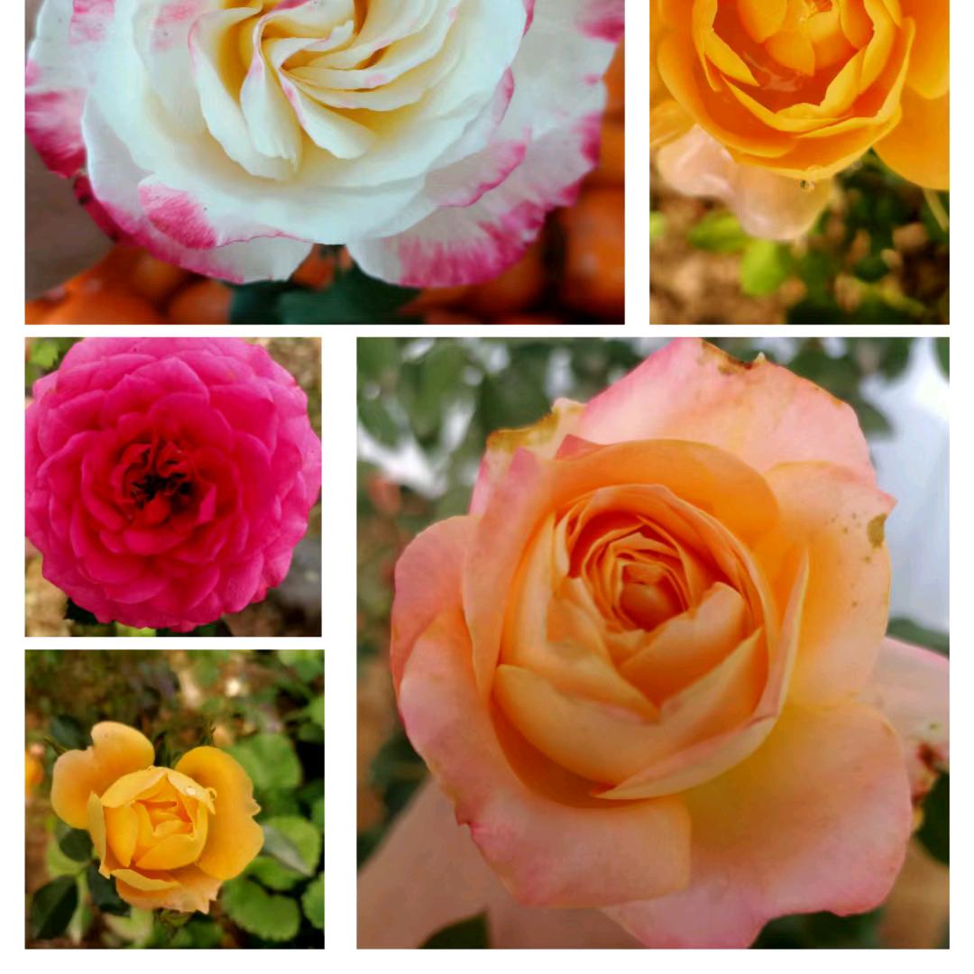 风筝（开播比赛求帮助）