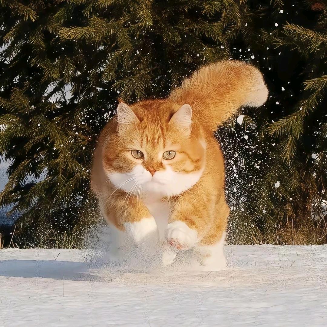 lllllllcccyccyyyyyyy